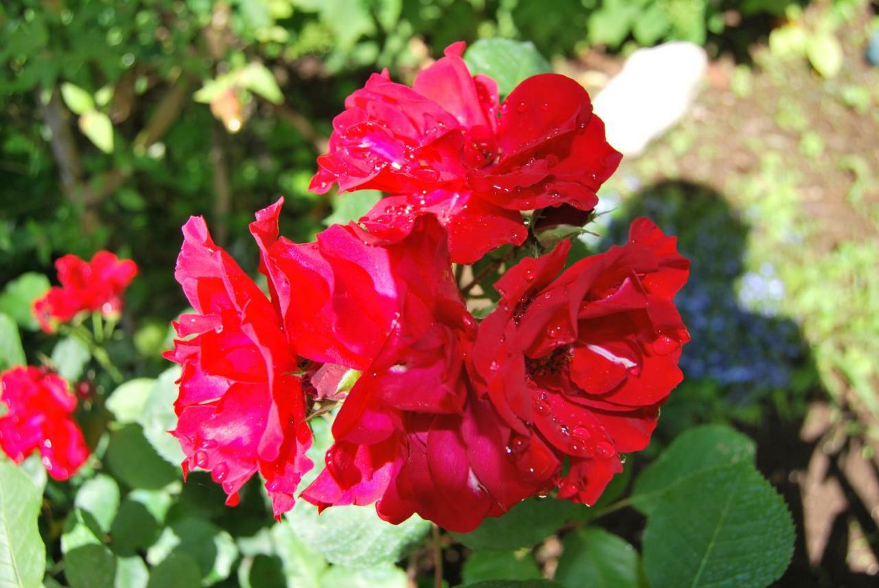 Casa Pontecorvi Bed and Breakfast Velletri Exteriör bild